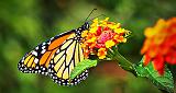 Monarch Butterfly_P1180240